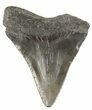Juvenile Megalodon Tooth - South Carolina #52967-1